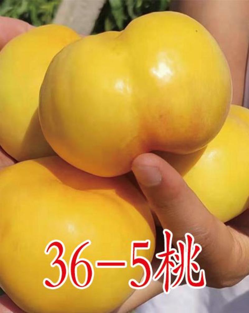 2公分桃树苗，3公分桃树苗，5公分桃树苗