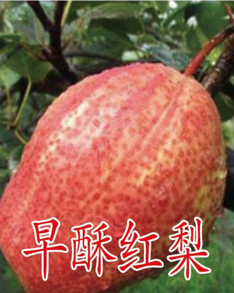 2公分梨树苗。3公分梨树苗，5公分梨树苗