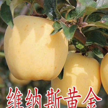 2公分苹果苗，3公分苹果苗，5公分苹果苗