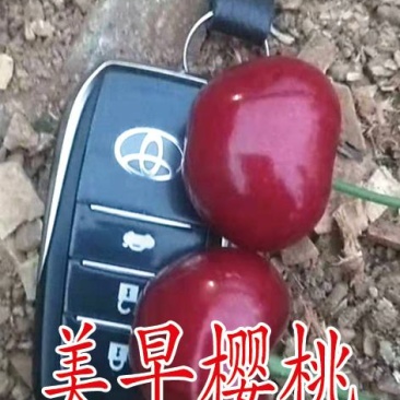 车厘子樱桃苗，一棵也批发，早熟樱桃苗，砂蜜豆樱桃苗