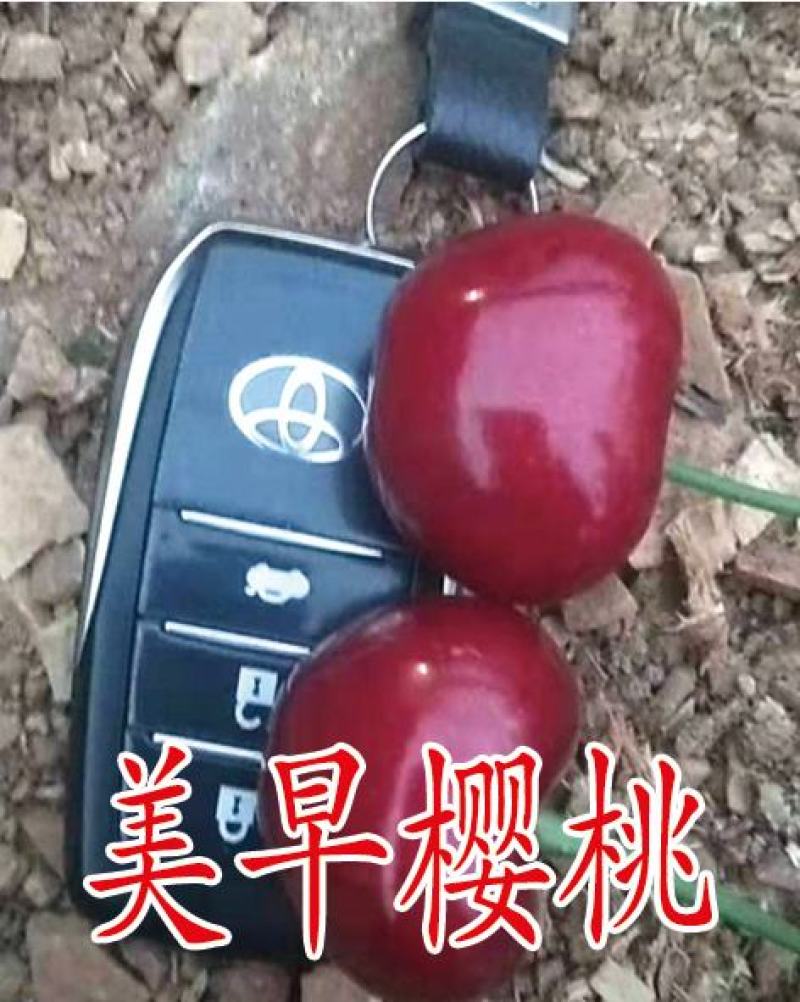 车厘子樱桃苗，一棵也批发，早熟樱桃苗，砂蜜豆樱桃苗