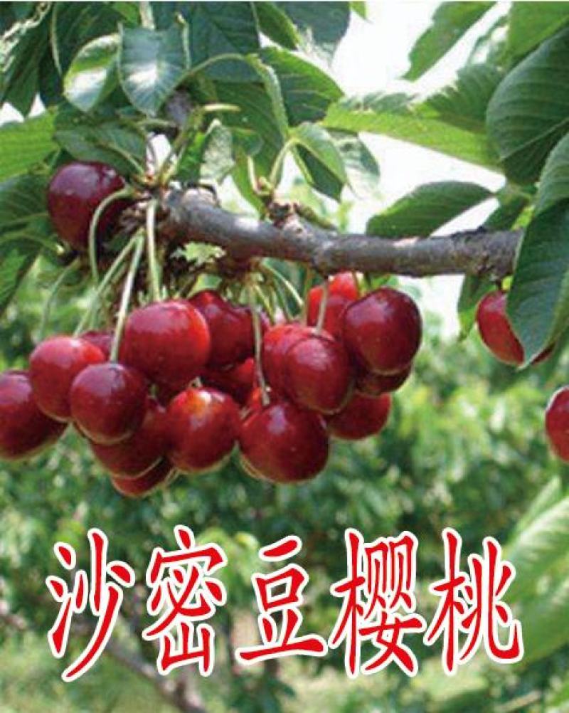 车厘子樱桃苗，一棵也批发，早熟樱桃苗，砂蜜豆樱桃苗