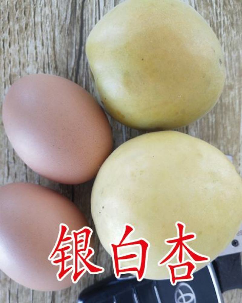 杏树苗，专业种植，脱毒处理，成活率95%以上，死苗免费补