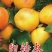 杏树苗，专业种植，脱毒处理，成活率95%以上，死苗免费补