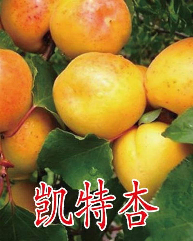 杏树苗，专业种植，脱毒处理，成活率95%以上，死苗免费补