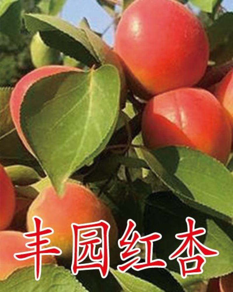 杏树苗，专业种植，脱毒处理，成活率95%以上，死苗免费补
