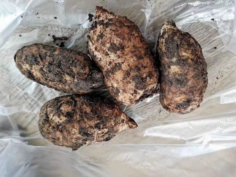新鲜天麻，鲜天麻（海拔高，富硒天麻）巫山邓家乡，诚信经营