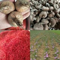 名贵药材西红花球藏红花包技术包收花丝种球量大优惠协商
