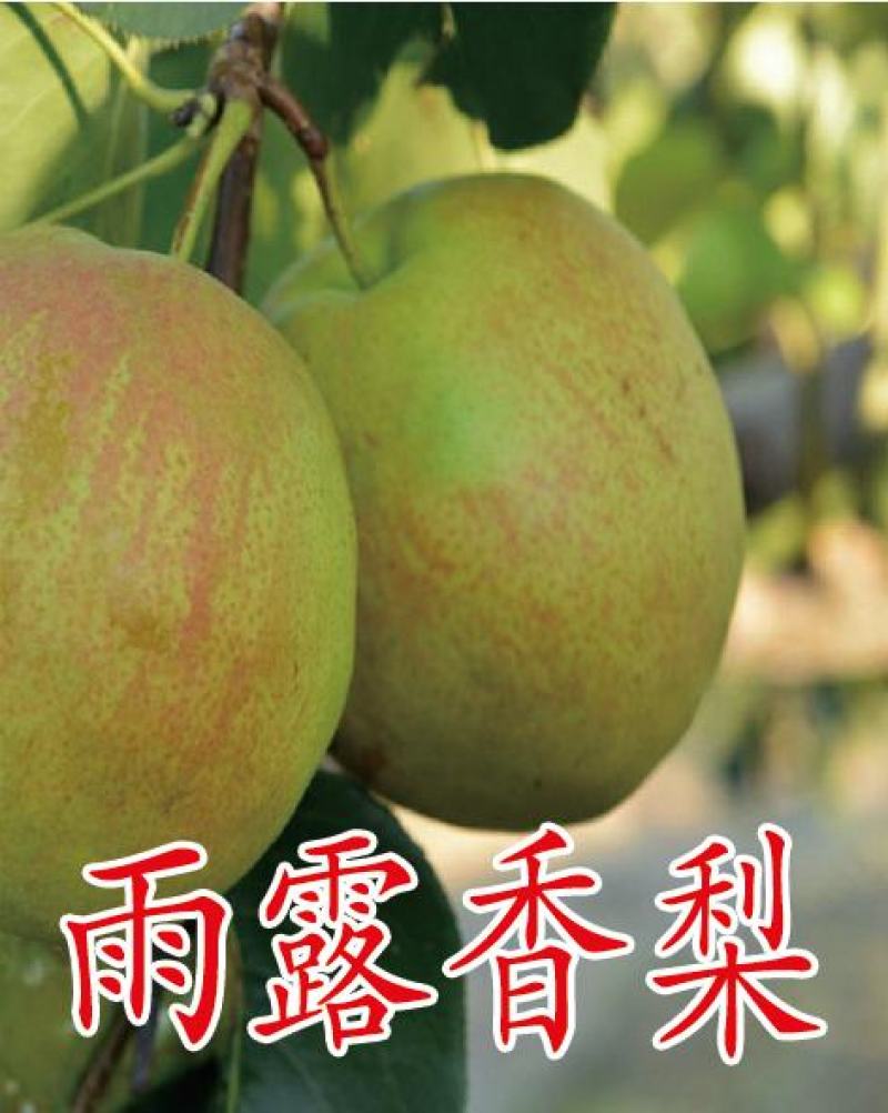 梨树苗，自繁自育，贴牙嫁接，99%成活率！死苗免费补发