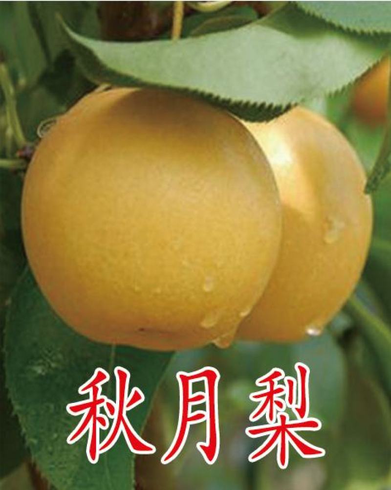 梨树苗，自繁自育，贴牙嫁接，99%成活率！死苗免费补发