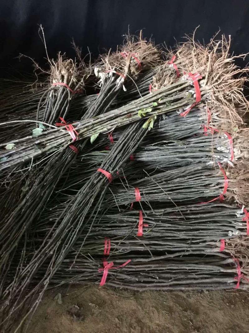 梨树苗，自繁自育，贴牙嫁接，99%成活率！死苗免费补发
