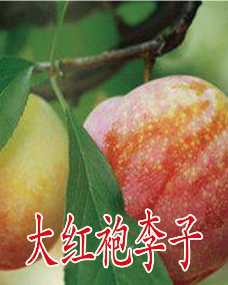 李子苗，自繁自育，脱毒处理，99%以上成活率，死苗补发