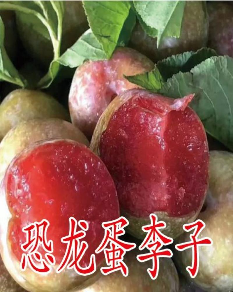 李子苗，自繁自育，脱毒处理，99%以上成活率，死苗补发