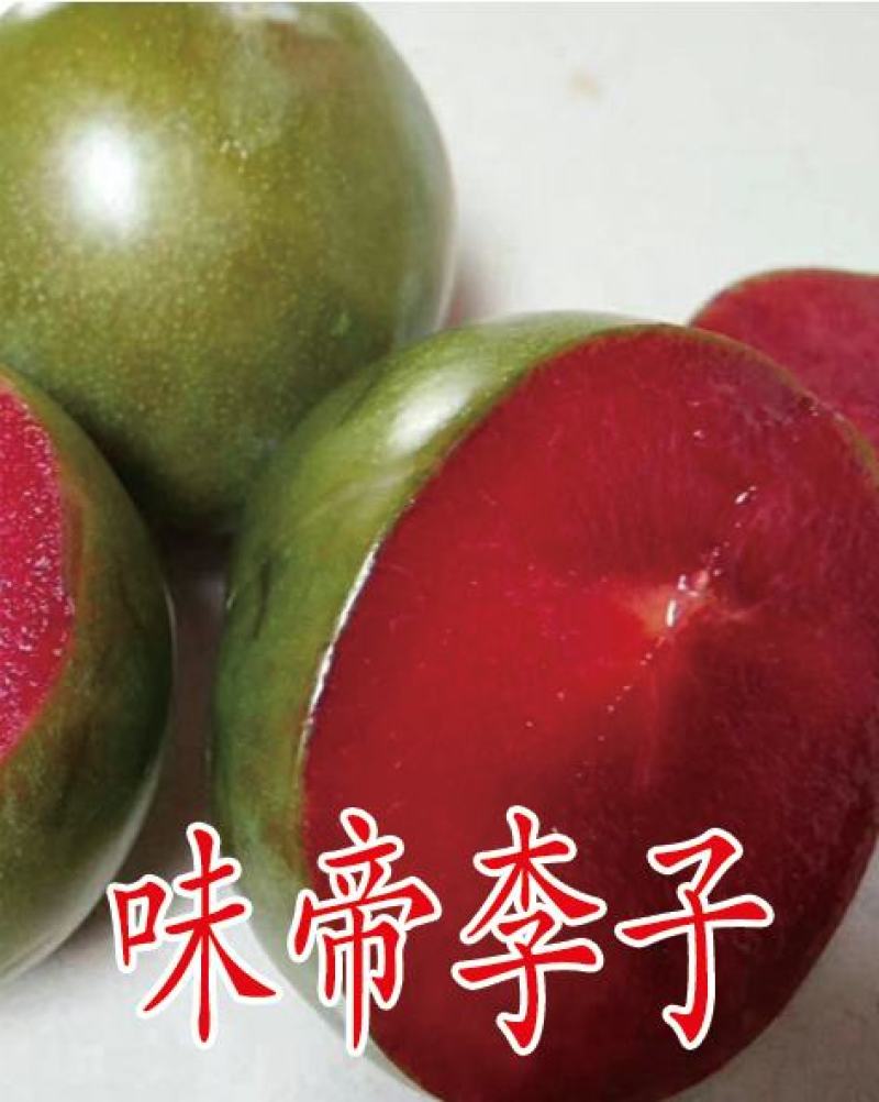 李子苗，自繁自育，脱毒处理，99%以上成活率，死苗补发