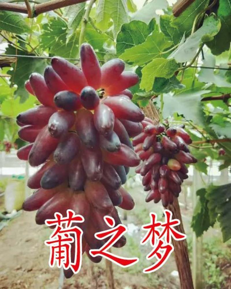 葡萄苗，专业脱毒处理，繁育自根苗，嫁接苗，99%的成活率