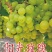 葡萄苗，专业脱毒处理，繁育自根苗，嫁接苗，99%的成活率