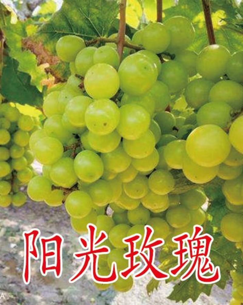 葡萄苗，专业脱毒处理，繁育自根苗，嫁接苗，99%的成活率
