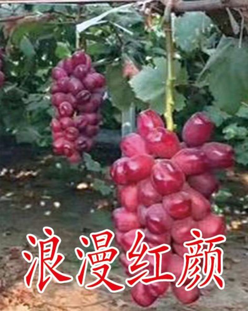 葡萄苗，专业脱毒处理，繁育自根苗，嫁接苗，99%的成活率