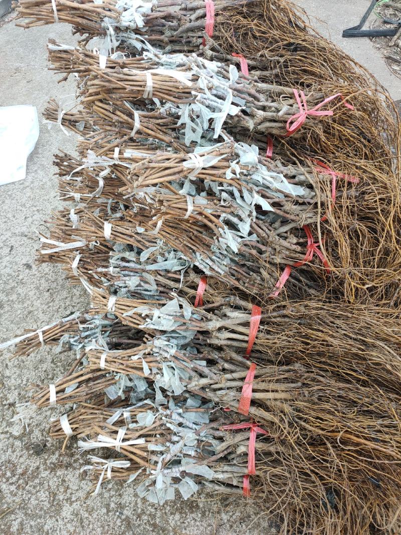 葡萄苗，专业脱毒处理，繁育自根苗，嫁接苗，99%的成活率