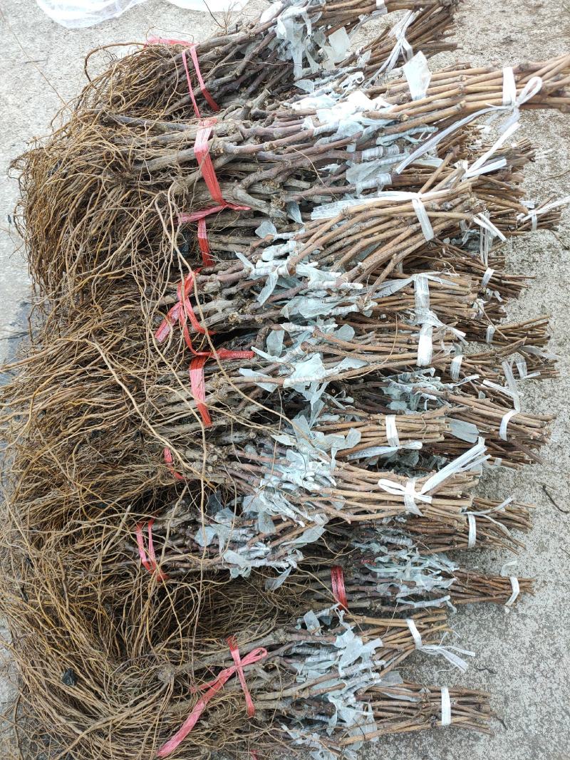 葡萄苗，专业脱毒处理，繁育自根苗，嫁接苗，99%的成活率