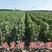 美国红提葡萄树苗，适合南北方种植，基地直销三包发货。