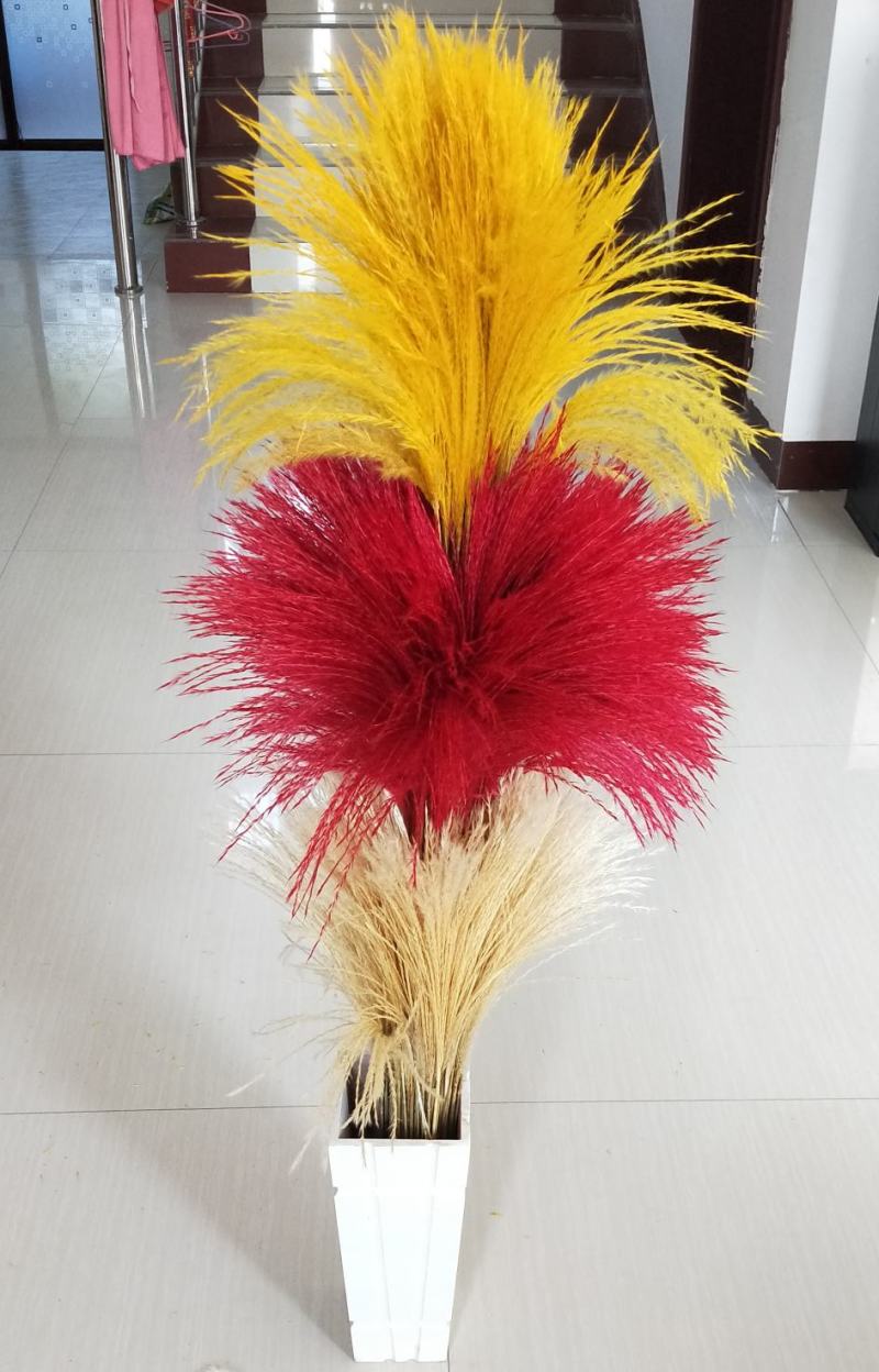 天然芦苇干花永生花束橱窗装饰摆件芦苇花拂尘花麦穗干花婚庆