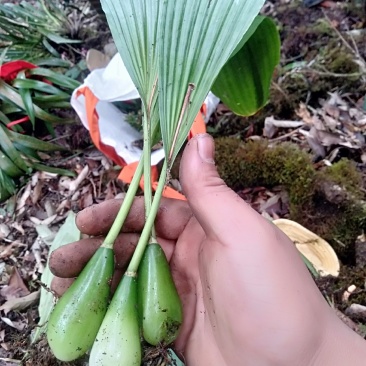 云南独蒜兰，绿果冰球子，毛慈菇鲜货，大量供应，发货快