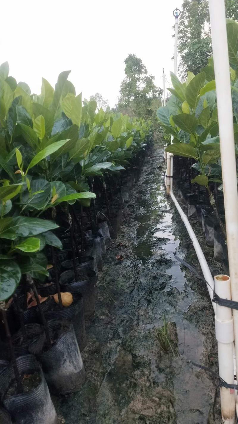 嫁接马來西亚1号菠萝蜜苗红肉也有