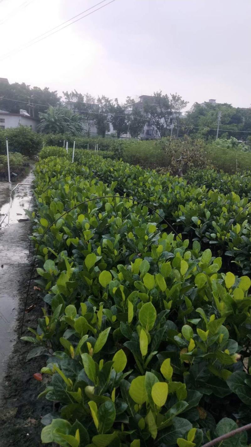 嫁接马來西亚1号菠萝蜜苗红肉也有