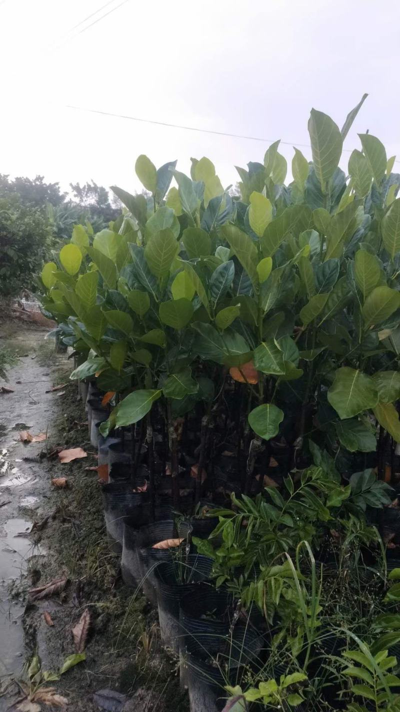 嫁接马來西亚1号菠萝蜜苗红肉也有