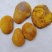 西峡县科达菌种厂开始生产菌种了本厂有羊肚菌种和羊肚菌营养