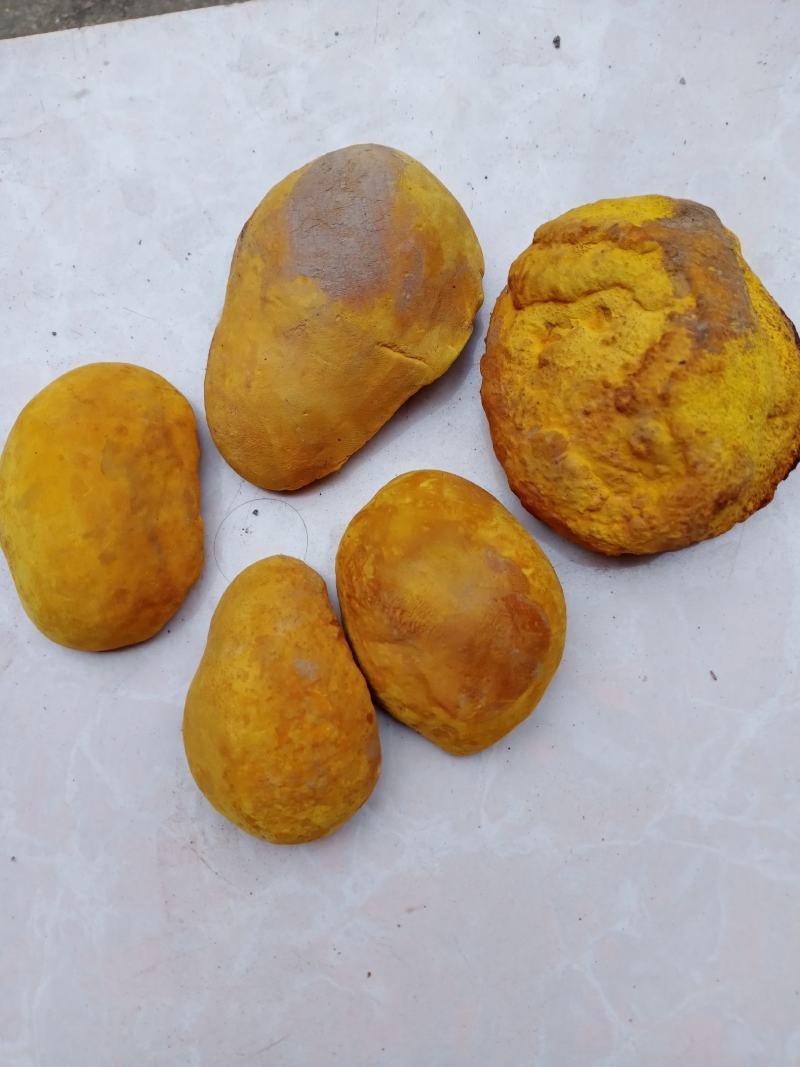 西峡县科达菌种厂开始生产菌种了本厂有羊肚菌种和羊肚菌营养