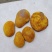 西峡县科达菌种厂开始生产菌种了本厂有羊肚菌种和羊肚菌营养