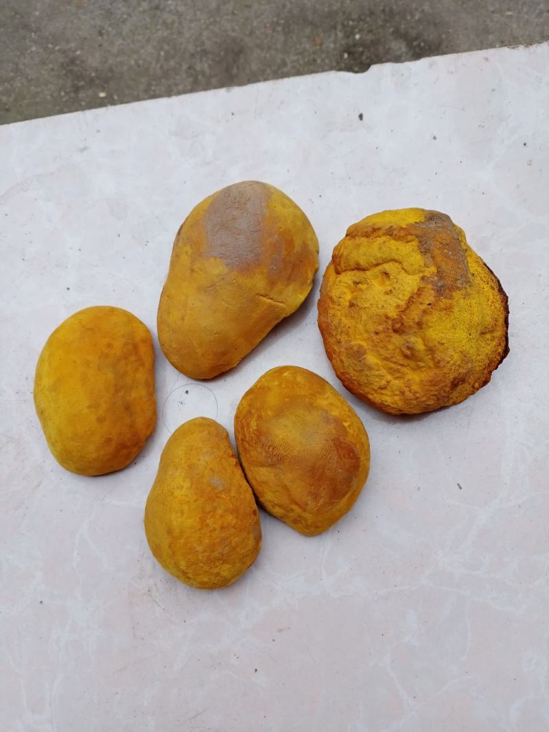西峡县科达菌种厂开始生产菌种了本厂有羊肚菌种和羊肚菌营养