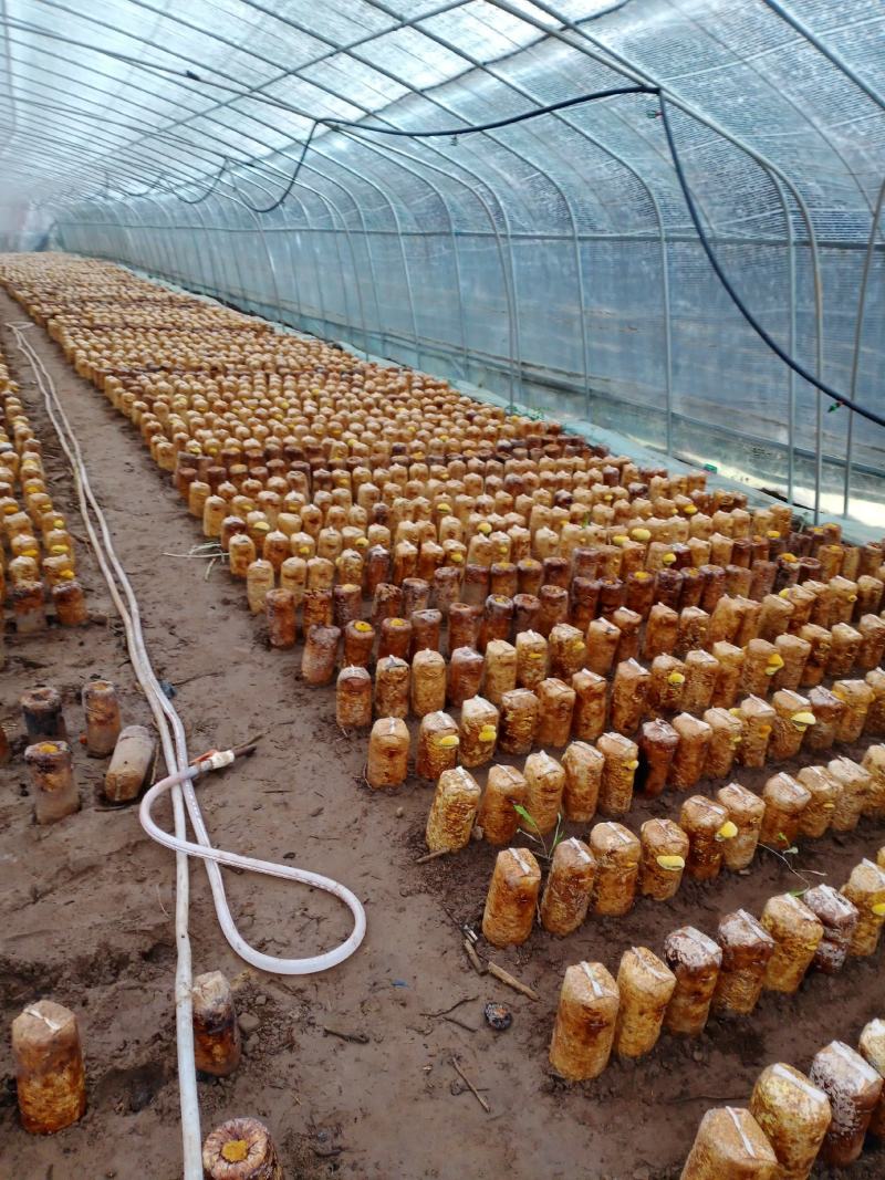 西峡县科达菌种厂开始生产菌种了本厂有羊肚菌种和羊肚菌营养