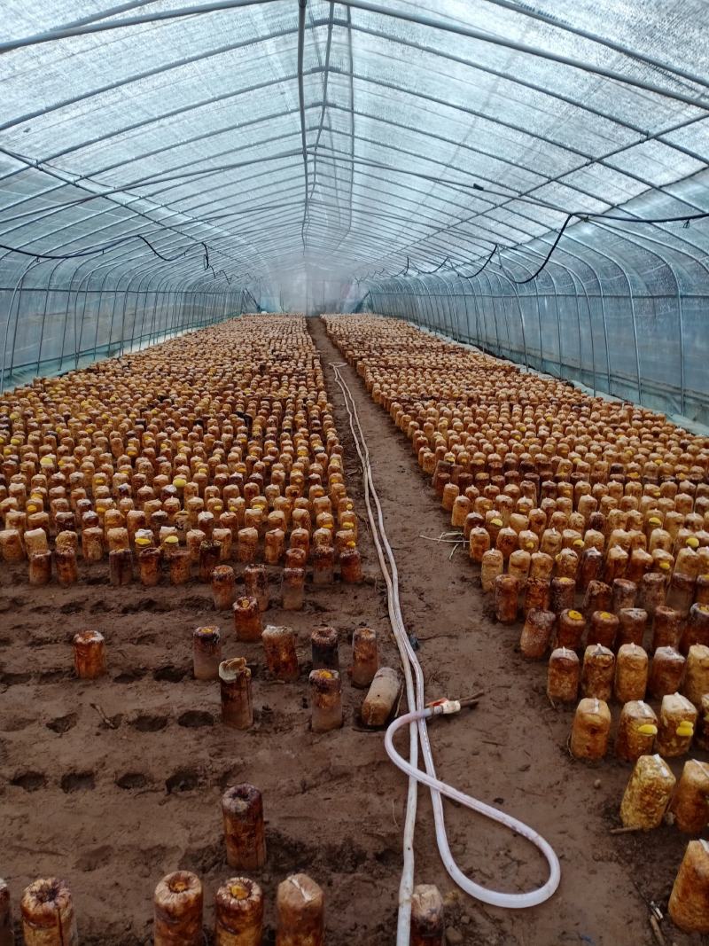 西峡县科达菌种厂开始生产菌种了本厂有羊肚菌种和羊肚菌营养