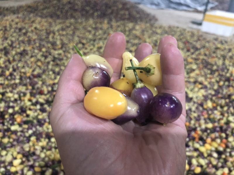 供应优质菜色辣椒云南优质彩椒