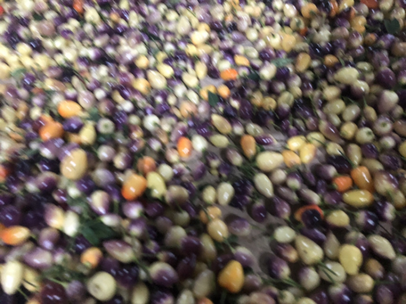 供应优质菜色辣椒云南优质彩椒