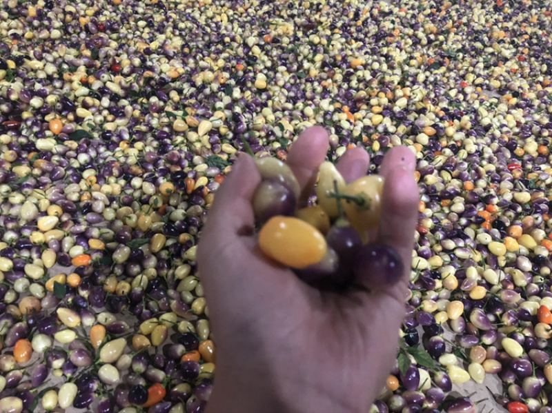 供应优质菜色辣椒云南优质彩椒