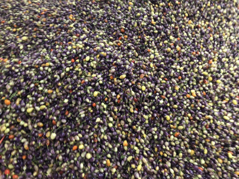 供应优质菜色辣椒云南优质彩椒