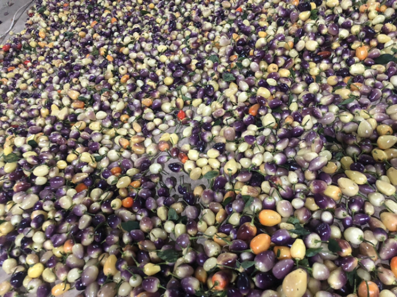 供应优质菜色辣椒云南优质彩椒