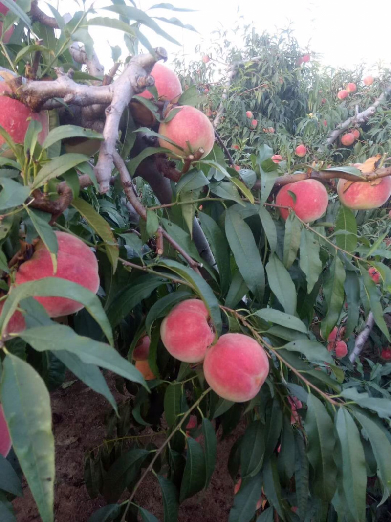 金秋红蜜大量上市欢迎客户前来选购