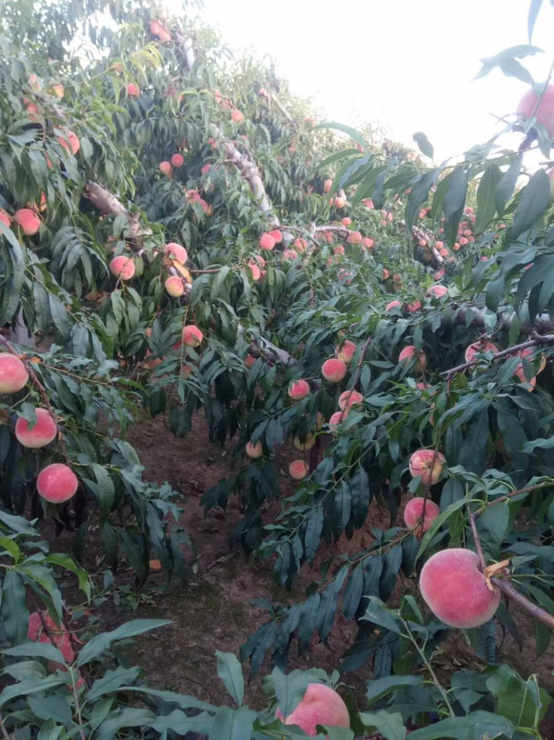 金秋红蜜大量上市欢迎客户前来选购