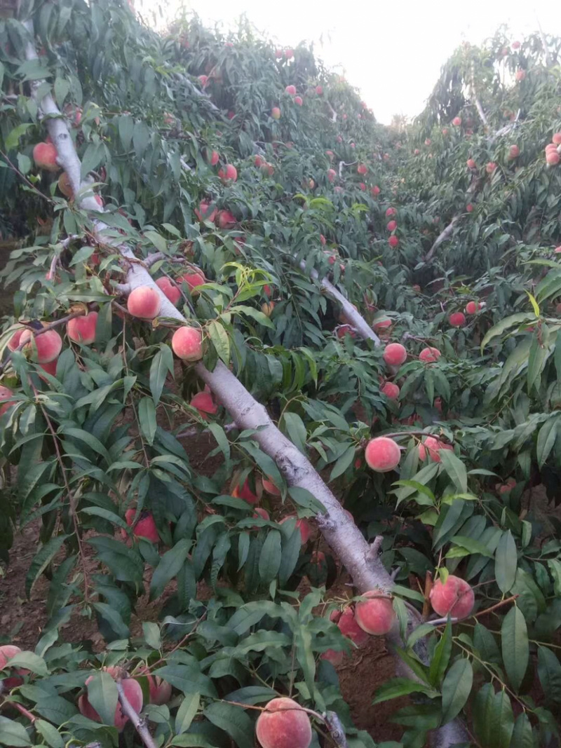 金秋红蜜大量上市欢迎客户前来选购