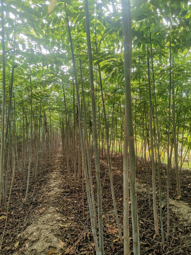 【热卖】香椿树苗，红油香椿大棚专用香椿苗，基地现挖现发