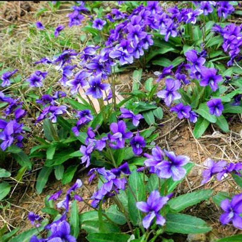 紫花地丁种子多年生耐寒花籽花四季播地被矮生花草户外耐阴