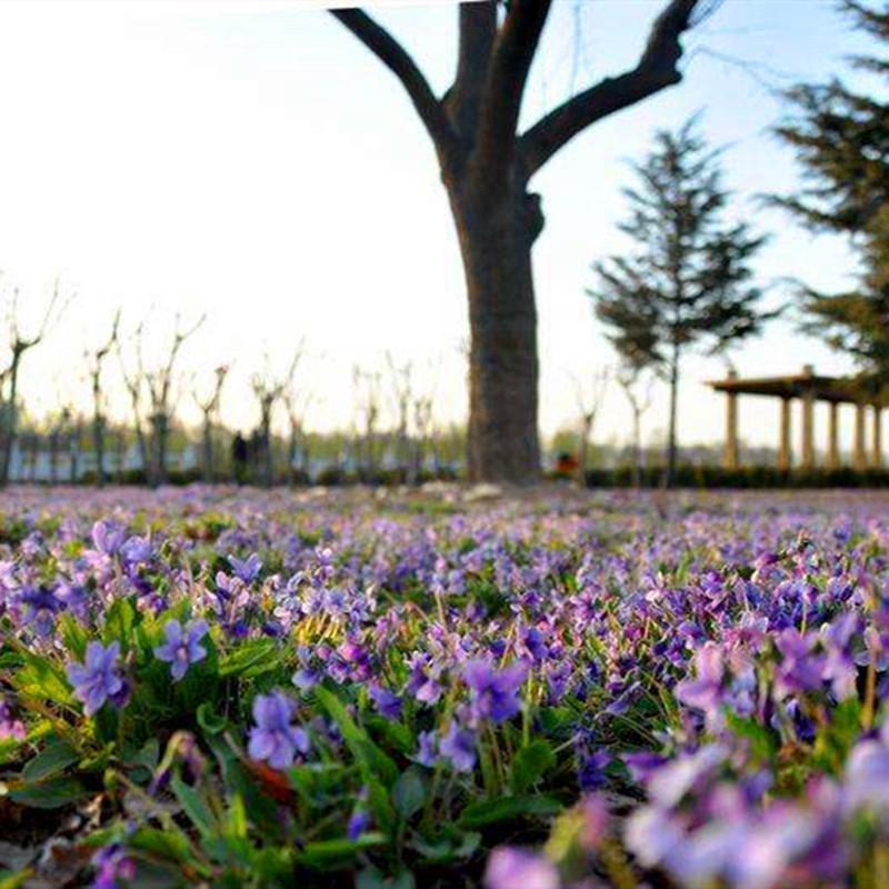 紫花地丁种子多年生耐寒花籽花四季播地被矮生花草户外耐阴