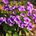 紫花地丁种子多年生耐寒花籽花四季播地被矮生花草户外耐阴