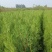 山东侧柏苗，高度20到30厘米，60到90厘米，规格齐全