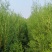山东侧柏苗，高度20到30厘米，60到90厘米，规格齐全